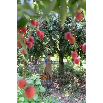 Natural Litchi Plant